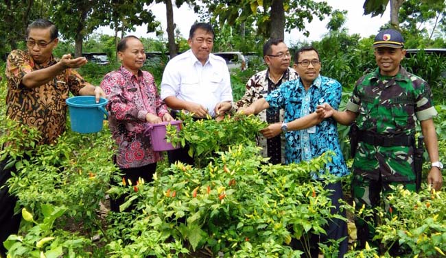 Dirjen Hortikultura Pantau Panen Cabai 1.503 Hektar di Tuban